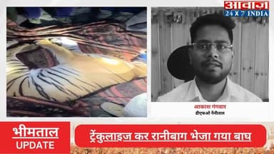 #भीमताल : #महिला को शिकार बनाने वाला #आदमखोर_बाघ पिंजरे में कैद, #वन_विभाग का #ऑपरेशन सफल! #ट्रेंकुलाइज कर #रानीबाग भेजा...