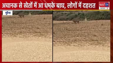 अचानक से खेतों में आ धमके बाघ, लोगों में दहशत।
#DholpurNews #RajasthanNews #BrakingNews #morena #MPNews #mpnewstoday #मु...