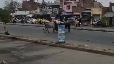 सीतापुर: सीतापुर NH 24 पर दो आवारा सांडों के बीच वर्चस्व की लड़ाई, कई वाहन हुए क्षतिग्रस्त, वीडियो हुआ वायरल