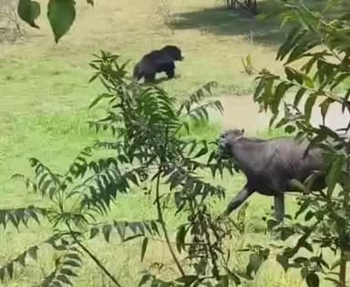 భువనగిరి: ఉప్పలపాడు శివారులో ఎలుగుబంటి కలకలం