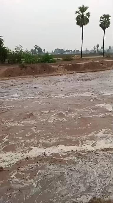 लालपुर के नदी में बाढ़ आने से गेहूं में बहुत नुक्सान पहुंचा