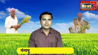 #news गंगापुर सिटी अनाज मंडी के भाव #gangapurcity #anajmandi