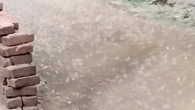 जामताड़ा: मिहिजाम चित्तरंजन में तेज हवा के साथ बारिश, पेड़ की टहनी टूटी, कोई हताहत नहीं