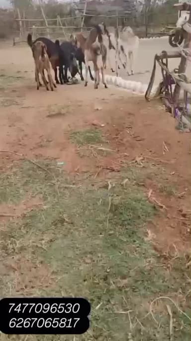 Yeh bakri , chori ho gai hai , agar , aap koi bakri kahin bhi dikhti hai to diyegye number per call kare