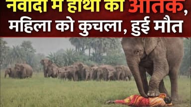 नवादा में हाथी का आतंक। #nawada #latestnews #elephantnews