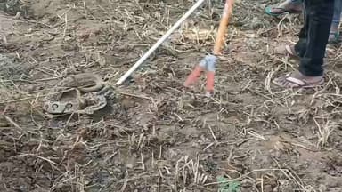 चकरनगर: कुछ लोग अजगर समझकर दूध पिलाने की कोशिश में थे, सैंक्चुरी टीम ने बताया कि रसेल वाइपर दुनिया का सबसे जहरीला सर्प है