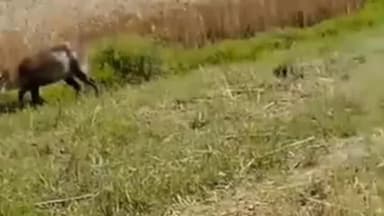 सगड़ी: भीमबर में हिरन दिखाई देने का वीडियो सोशल मीडिया पर हुआ वायरल, मौके पर लोगों की जुटी रही भीड़