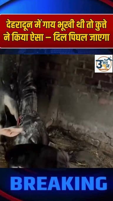 देहरादून के विकासनगर में गाय भूखी थी तो कुत्ते ने किया ऐसा – दिल पिघल जाएगा
#UttarakhandNews #dehradun #viralreelsシ #vir...