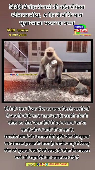 सिरोही मे बंदर के बच्चे की गर्दन में फंसा स्टील का लोटा, 4 दिन से माँ के साथ भूखा-प्यासा भटक रहा बच्चा
#monkey #sirohin...
