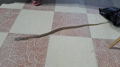 जमुई: कटौना में गेहूमन सांप ने घर में एक व्यक्ति को डंसा, परिवार वालों ने सांप को मारकर सदर अस्पताल लाया