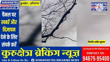 #सूखा नीम का पेड़ बना #हादसों की वजह, #दुकानदार ने कटवाने की लगाई #गुहार श्योराम