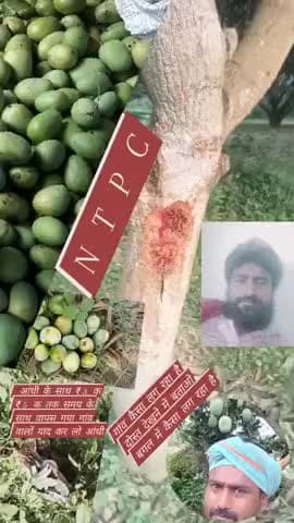 एक परदेसी है कि दिल लेकर गया दूसरा परदेसी आया कि पूरा आम ही लेकर चला गया बिहार भागलपुर पीरपैंती हरैनकोल बताओ गांव का क्य