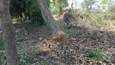 गुन्नौर: कस्बा रजपुरा में रात के अंधेरे में लकड़ी माफियाओं ने अवैध रूप से काटे हरे पेड़