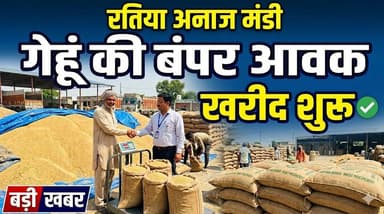 रतिया अनाज मंडी में गेहूं की आवक के बाद खरीद शुरू
#RatiaMandi #WheatProcurement #FarmersNews #AgricultureIndia #GrainMar...