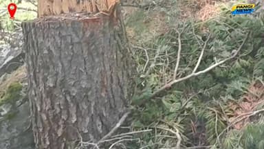 साच चौरी जंगल में वन माफिया का बेधड़क कत्लेआम: वन विभाग की लापरवाही या सांठगांठ? 🌳🚫💔
#ForestMafia #SacchChauriJungle #Pa...