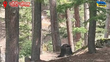 साच चौरी जंगल में वन माफिया का बेधड़क कत्लेआम: वन विभाग की लापरवाही या सांठगांठ?
#ForestMafia #SacchChauriJungle #PangiV...