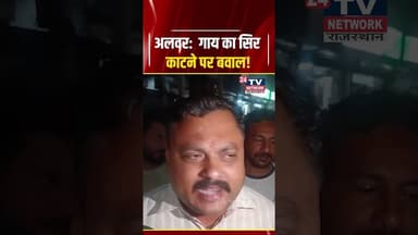 अलवर में भारी तनाव: गाय के बछड़े का गला काटने पर भड़का गुस्सा! 24 घंटे का अल्टीमेटम | Alwar News
