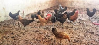 छत्तीसगढ़ के वनांचल क्षेत्र का छोटा सा गांव धोवाताल आज आत्मनिर्भरता और सामूहिक प्रयास की मिसाल बनकर उभर रहा है। जहां कई ज...