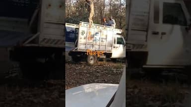 चित्रकूट के रानीपुर टाइगर रिजर्व में छोड़ा गया तेंदुआ,देखे लाइव वीडियो #highlights #tiger