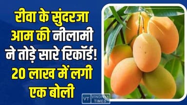 रीवा का ‘सुंदरजा आम’ बना ग्लोबल ब्रांड, नीलामी में लगी लाखों की बोली,बिहार से व्यौहारी तक लगी होड़ #Rewa #Vindhya #Sunda...