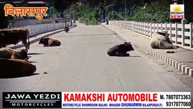 -#बिलासपुर -- चांदपुर पुल पर लगा बेसहारा पशुओं का जमावड़ा .. #देखिए...
#Bilaspur #ChandpurBridge #HimachalPradesh #Brig...