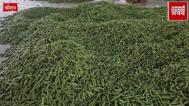 मटर के रेट में तेजी ,किसानों के चेहरे खिले
हिमाचल समय - Himachal Samay Media #smcteacher #heavysnofall #HimachalNews #Br...