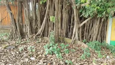 মৰিগাঁও: নগাঁও-মৰিগাঁও সংযোগী পথৰ এজোপা বটগছে দৃষ্টি কাঢ়িছে পথচাৰীৰ