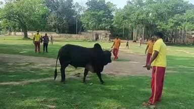 ଯାଜପୁର: ପାଲଟପୁର ପଂଚାୟତ କାର୍ଯ୍ୟାଳୟ ସମ୍ମୁଖରେ ଅଜଣା ଦୁର୍ବୁତ୍ତ ଲୁହାଅସ୍ତ୍ର ସାହାଯ୍ୟରେ ଷଣ୍ଢକୁ ଆକ୍ରମଣ, ଷଣ୍ଢ ଗୁରୁତର
