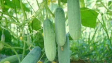 बिलासपुर: समूह की शक्ति और मेहनत से आर्थिक आत्मनिर्भरता का सपना आसानी से साकार हो सकता है