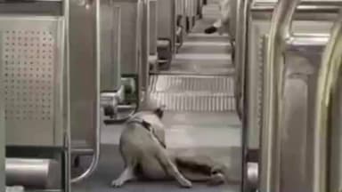 पालघर: विरार एसी लोकल ट्रेनमधून कुत्र्याचा प्रवास; व्हिडिओ समाज माध्यमांवर व्हायरल