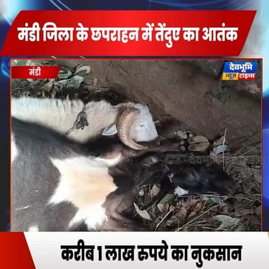मंडी: छपराहन गांव में तेंदुए का हमला,
गौशाला में घुसकर 2 बछिया और 2 भेड़ों को बनाया शिकार
#devbhoominewstimes #himacha...