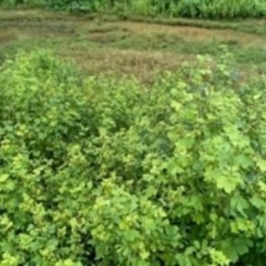 सूरजपुर में कृषि विभाग ने किसानों से हरी खाद अपनाने की अपील की है। ढैंचा, मूंग, उड़द जैसी फसलों को हरी अवस्था में मिट्टी...