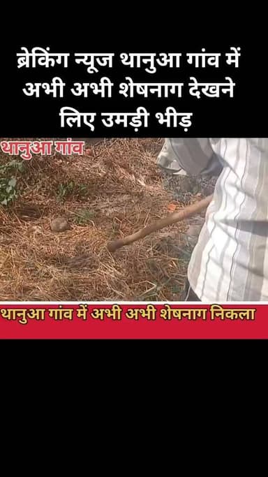 ब्रेकिंग न्यूज थानुआ गांव में अभी अभी शेषनाग देखने लिए उमड़ी भीड़