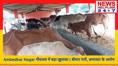 150+ गायें संकट में! अम्बेडकरनगर गौशाला की सच्चाई आई सामने
#AmbedkarNagarNews #GaushalaCorruption #TandaNews #GaushalaC...