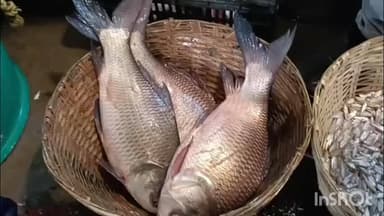 মৰিগাঁও: জিলাৰ মাজমজিয়াত উৰুকাৰ দিনা মাছৰ উজান থলুৱা মাছেৰে ভৰিছে বজাৰ