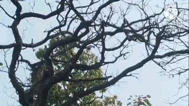 राजिम: उदंती सीतानदी टाइगर रिजर्व क्षेत्र में दिखा उड़न गिलहरी, वन्य जीवों के लिए यह क्षेत्र बहुत अच्छा माना जा रहा है