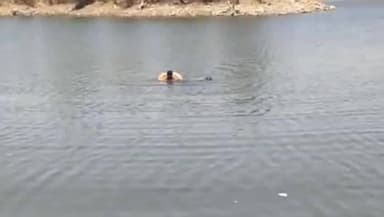 कोटड़ा: मांडवा में साबरमती बांध की नदी में डूबने से एक युवक की मौत, एसडीआरएफ की टीम ने कड़ी मशक्कत के बाद शव निकाला