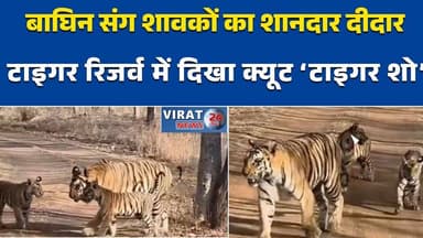 पन्ना में बाघिन संग शावकों का शानदार दीदार
टाइगर रिजर्व में दिखा क्यूट ‘टाइगर शो’#PannaTigerReserve
#TigerShow
#TigerCub...