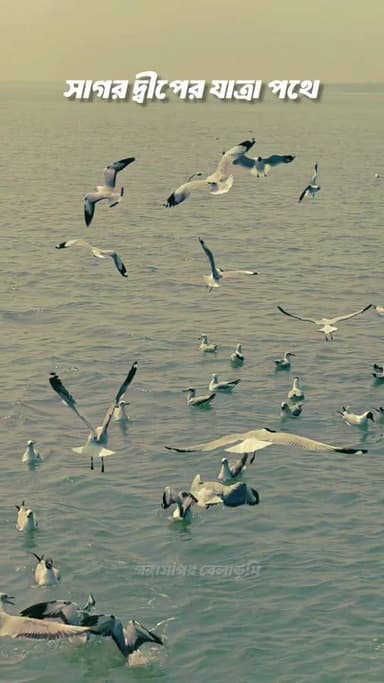 গঙ্গাসাগরের যাত্রা পথে পাখিদের কলরব।।
#gangasagar #sagardwip #naturelover #nature #muriganganodi #bayofbangal #vaseltrav...