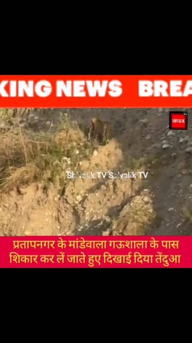 प्रतापनगर के माडेवाला में गऊशाला के पास शिकार पकड़कर घूमता दिखाई दिया तेंदुआ #viralpost2025シ #viralreelsfacebook #trendi...