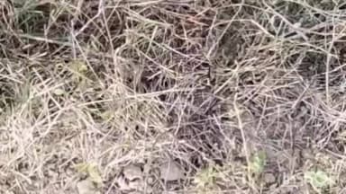 राजनगर: सेवड़ी गांव में वन भूमि पर अवैध मोरम उत्खनन का वीडियो वायरल, ग्रामीणों ने रेंजर पर लगाया आरोप