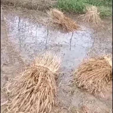खेरागढ़: खेरागढ़ में ओलावृष्टि से फसलों को हुआ नुकसान, मुआवजे की मांग तेज