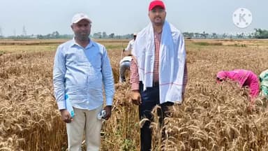 केसरिया: केसरिया प्रखंड क्षेत्र के फुलतकिया गांव में किसान महेश दास के खेत में लगी गेहूं की फसल का क्रॉप कटिंग किया गया