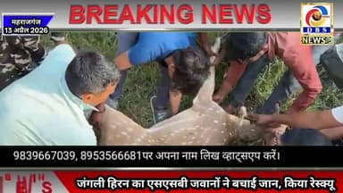 महराजगंज जनपद में झुलनीपुर की एसएसबी टीम ने हिरन की बचाई जान #महराजगंज #Maharajganj #Jhulnipur #SSB