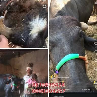 5 दिन पहले गुमी दो भेंस और एक पाड़ा | सूचना देने वाले को उचित इनाम दिया जाएगा- ग्राम पंचायत बोरदा मऊ #mauborda #news #sarola #jhalawar #khanpur