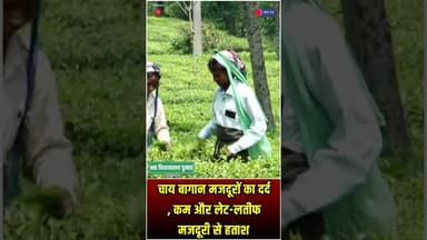 पश्चिम बंगाल विधानसभा चुनाव 2026 - चाय बागान मजदूरों का दर्द #WestBengalElection2026