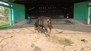 তেজপুৰ: গৰুডোবাত গো-ধনৰ ভৰি কাটিলে এক পাষণ্ডই