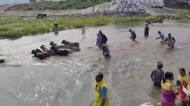 সৃজনগ্ৰাম: আজি গৰু বিহু, ৰাজ্যৰ আন আন প্ৰান্তৰ লগতে জিলাৰ বৰখাতাত উলহ মালহৰে পালন কৰা হয় গৰু বিহু