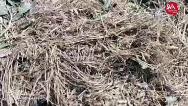 हरदोई में वन माफियों का कहर पेड़ों पर जारी
नहीं है प्रशासन का कोई खौफ यहां तक वन अधिकारियों को नहीं है इसकी भनक #हरदोई@