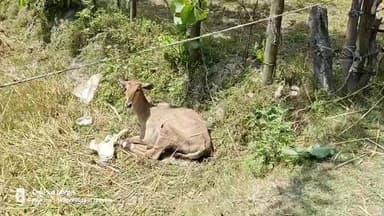 गेहूं के खेत में मिला जख्मी हालत में मिला नील गाय बच्चा